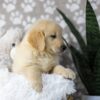 Image of Drake, a Golden Retriever puppy