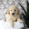 Image of Drake, a Golden Retriever puppy