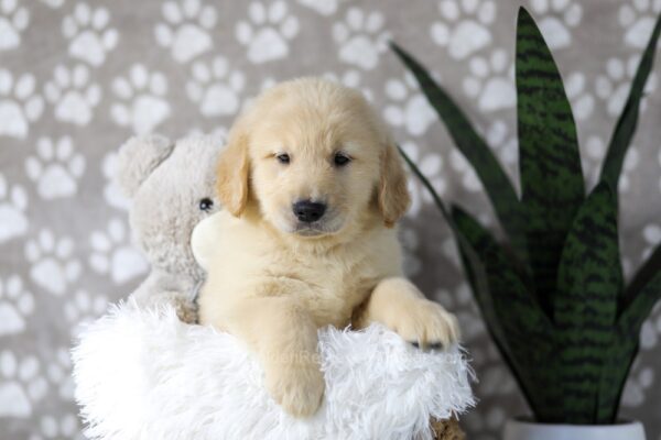 Image of Drake, a Golden Retriever puppy