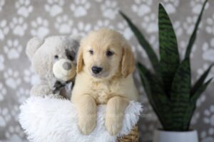 Image of Duke, a Golden Retriever puppy