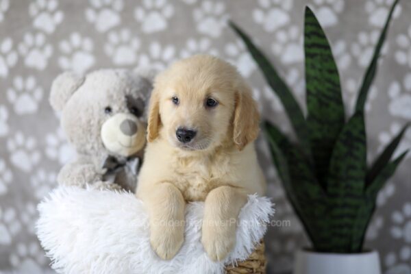 Image of Duke, a Golden Retriever puppy