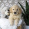 Image of Duke, a Golden Retriever puppy