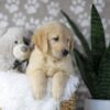 Image of Duke, a Golden Retriever puppy