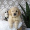 Image of Duke, a Golden Retriever puppy