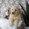 Image of Duke, a Golden Retriever puppy