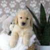 Image of Duster, a Golden Retriever puppy