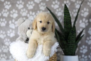 Image of Duster, a Golden Retriever puppy