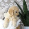 Image of Duster, a Golden Retriever puppy