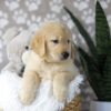 Image of Duster, a Golden Retriever puppy