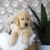 Image of Duster, a Golden Retriever puppy