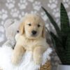 Image of Duster, a Golden Retriever puppy