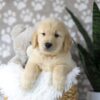 Image of Duster, a Golden Retriever puppy