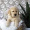 Image of Duster, a Golden Retriever puppy