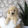 Image of Duster, a Golden Retriever puppy