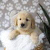 Image of Duster, a Golden Retriever puppy