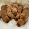 Image of Dark Golden 🤎  May 10, a Golden Retriever puppy