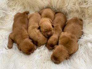 Image of Dark Golden 🤎  May 10, a Golden Retriever puppy