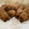 Image of Dark Golden 🤎  May 10, a Golden Retriever puppy