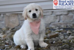 Image of Sianna (trained), a Golden Retriever puppy