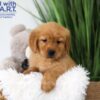 Image of Tanner, a Golden Retriever puppy