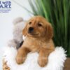 Image of Tanner, a Golden Retriever puppy