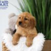 Image of Tanner, a Golden Retriever puppy