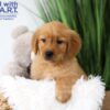 Image of Tanner, a Golden Retriever puppy