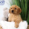 Image of Tanner, a Golden Retriever puppy