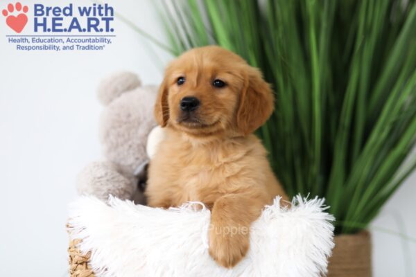 Image of Tanner, a Golden Retriever puppy