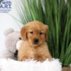 Image of Tanner, a Golden Retriever puppy