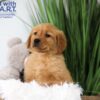 Image of Tanner, a Golden Retriever puppy