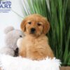 Image of Tanner, a Golden Retriever puppy