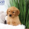 Image of Tanner, a Golden Retriever puppy