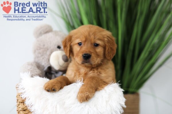 Image of Tate, a Golden Retriever puppy