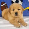 Image of Teddy, a Golden Retriever puppy