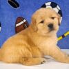 Image of Teddy, a Golden Retriever puppy