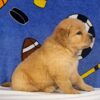 Image of Teddy, a Golden Retriever puppy