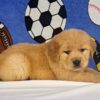 Image of Teddy, a Golden Retriever puppy