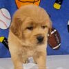 Image of Teddy, a Golden Retriever puppy