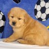 Image of Teddy, a Golden Retriever puppy