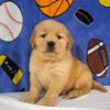 Image of Teddy, a Golden Retriever puppy