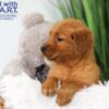 Image of Theo, a Golden Retriever puppy