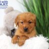 Image of Theo, a Golden Retriever puppy