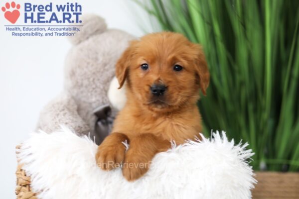 Image of Theo, a Golden Retriever puppy