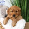 Image of Tommy, a Golden Retriever puppy