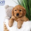 Image of Tommy, a Golden Retriever puppy