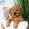 Image of Tommy, a Golden Retriever puppy