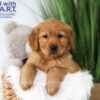 Image of Tommy, a Golden Retriever puppy