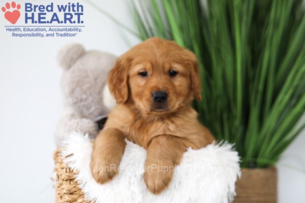 Image of Tommy, a Golden Retriever puppy