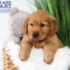 Image of Tommy, a Golden Retriever puppy